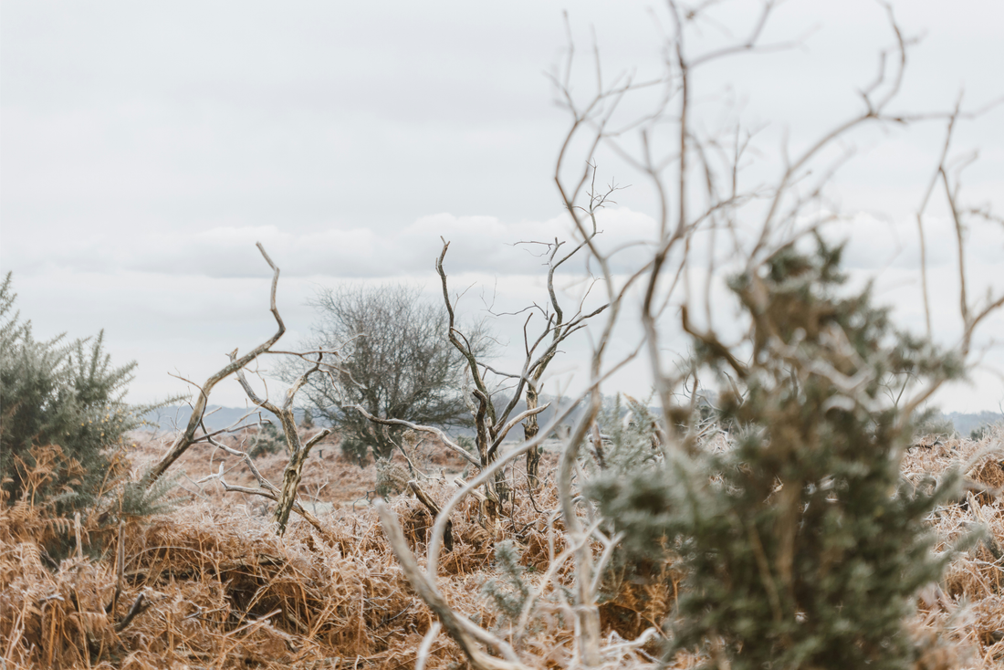 What If Ageing Isn't About Time – It’s About Recovery?